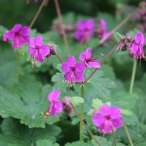 Geranium macr. 'Bevan's Variety' Pot 9cm.