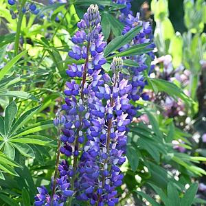 Lupinus 'Gallery Blue' Pot 9cm.