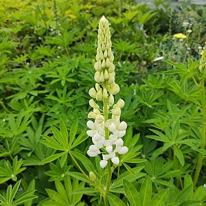 Lupinus 'Noblemaiden' Pot 9cm.