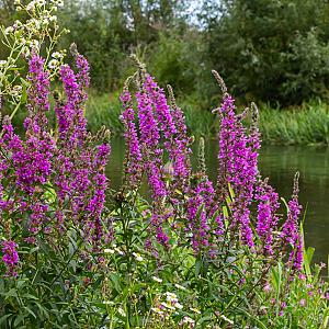 Lythrum salicaria Pot 9cm.