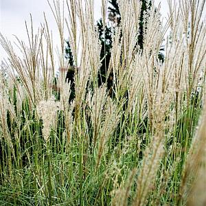 Miscanthus sin. 'Silberfeder' Pot 9cm.