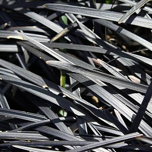 Ophiopogon planiscapus 'Niger' Pot 9cm.