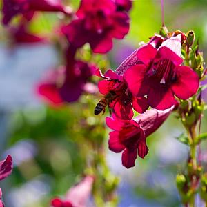 Penstemon 'Rich Ruby' Pot 9cm.