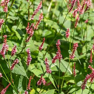 Persicaria amplexicaulis Pot 9cm.