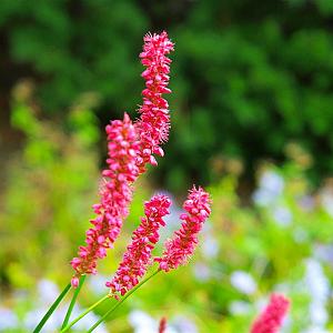 Persicaria amplex Lisan Pot 9cm.