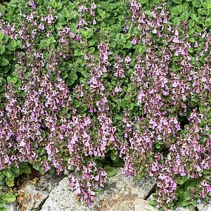 Teucrium lucidrys Pot 9cm.