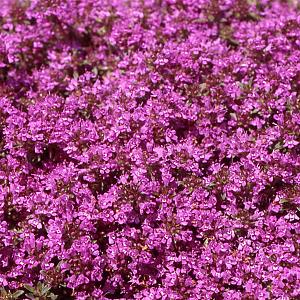 Thymus praecox 'Coccineus' Pot 9cm.