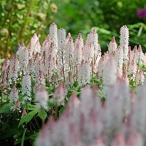 Tiarella 'Pink Bouquet' Pot 9cm.