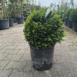 Taxus baccata Bolvorm Container 15lt. 35cm.
