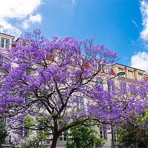 Jacaranda mimosifolia Container 50lt. 12/14cm.