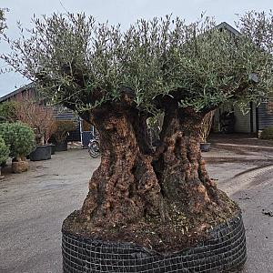 Olea europaea 'Triple' Draadkluit 120/140 cm.