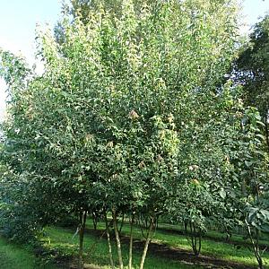 Acer buergerianum Meerstammig Container 350lt. 400/500cm.