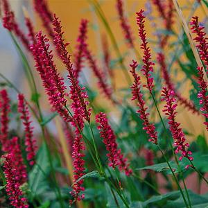Persicaria ampl. Blackfield Pot 9cm.