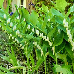Polygonatum multiflorum Pot 9cm.