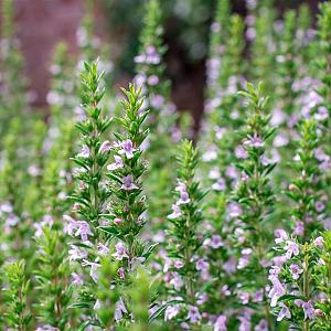 Thymus vulgaris Pot 9cm.