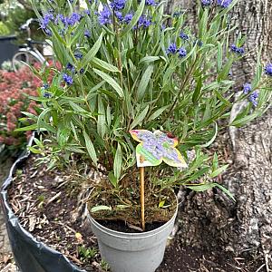 Caryopteris cland. 'Kew Blue' Container 3lt. 40/60cm.
