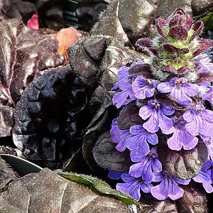 Ajuga reptans 'Braunherz' Pot 9cm.