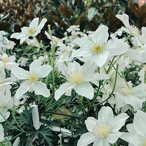 Clematis Early Sensation Container 2lt. 80/100cm.