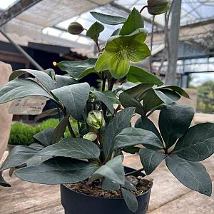 Helleborus "Valeria" Container 2lt.