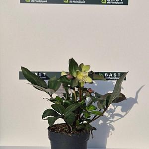 Helleborus "Valeria" Container 2lt.