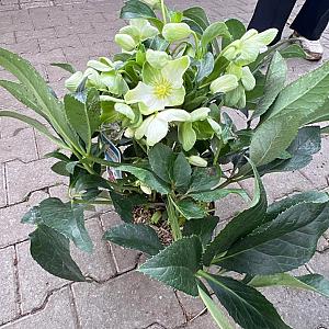 Helleborus "Endless" Container 3lt.
