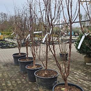 Acer griseum Container 55lt. 200/250lt.
