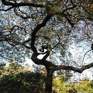 Acer pal. 'Dissectum Stella Rossa' Exemplaar