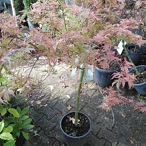 Acer palm. 'Shirazz' Container 15 lt.