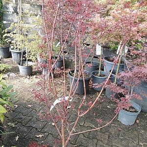 Acer palmatum 'Skeeters Broom' Container 15lt. 140/160cm.