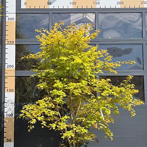 Acer shirasawanum 'Jordan' Container 40lt. 200/250cm.