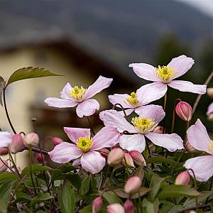 Clematis montana Container 2lt.
