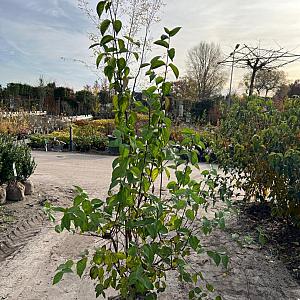 Cornus mas Kluit 125/150cm.