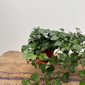 Hedera helix 'Wonder' Container 3lt.