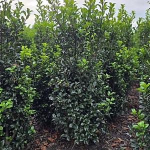 Ilex meserveae 'Heckenfee' Kluit 60/80cm.