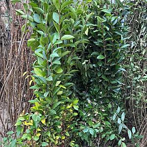 Ligustrum ovalifolium Container 2lt. 60/70cm.