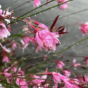 Gaura lindh. 'Rosy Jane' Pot 9cm.