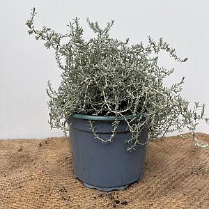 Hedysarum hedysaroides Container 2lt.