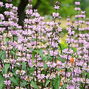 Phlomis tuberosa 'Amazone' Pot 9cm.