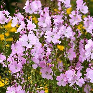 Sidalcea 'Elsie Heugh' Pot 9cm.