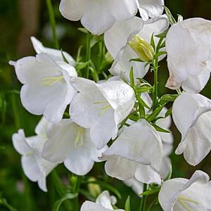 Campanula persicifolia 'Alba' Pot 9cm.