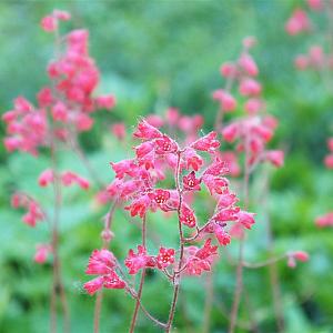 Heuchera b. 'Pluie de Feu' Pot 9cm.