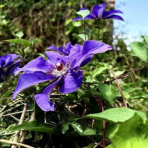 Clematis 'The President' Container 2lt. 60/80cm.