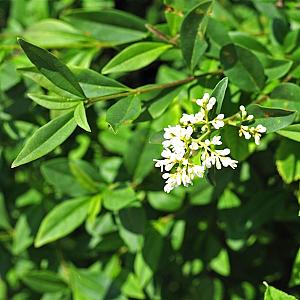 Ligustrum vulgare Kale wortel 100/125 cm.