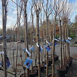 Prunus serrulata 'Royal Burgundy' Container 25lt. 8/10cm.