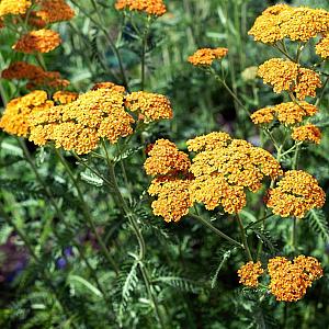 Achillea mil. 'Terracotta' Pot 9cm.