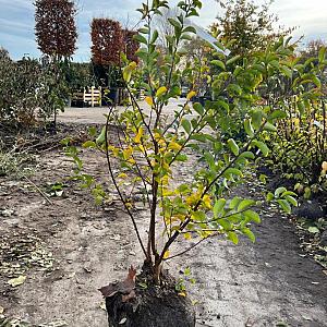 Lagerstoemia indica 'Turenne' Kluit 80/100cm.