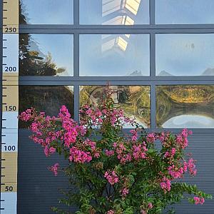 Lagerstroemia indica 'Magnifica Rosea' Kluit 100/125cm.