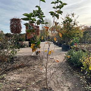 Cornus kousa 'Venus' Kluit 150/175cm.