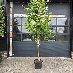 Acer campestre Container 35lt. 10/12cm.