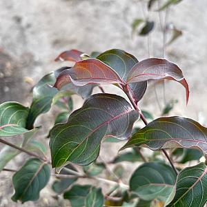 Cornus k. 'Cappucino' Kluit 100/125cm.